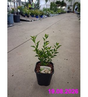 Physocarpus opulifolius 'Little Greeny'® C 1,4 L